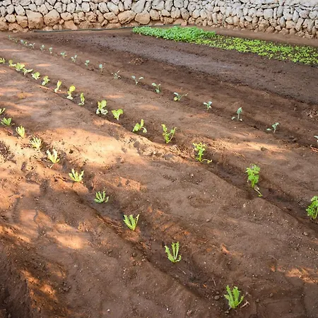 Llucmacanes Gran Farm stay