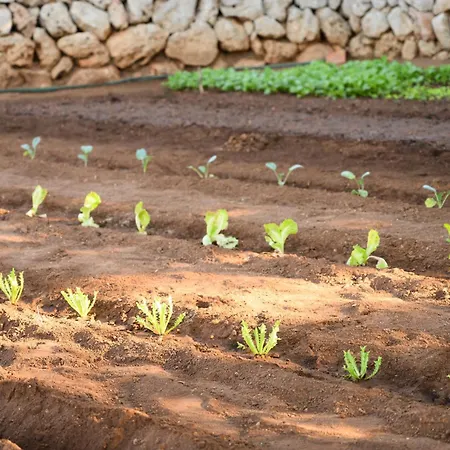 Farm stay Llucmacanes Gran *
