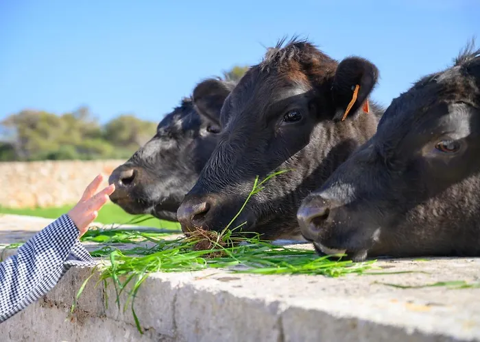 Llucmacanes Gran Farm stay