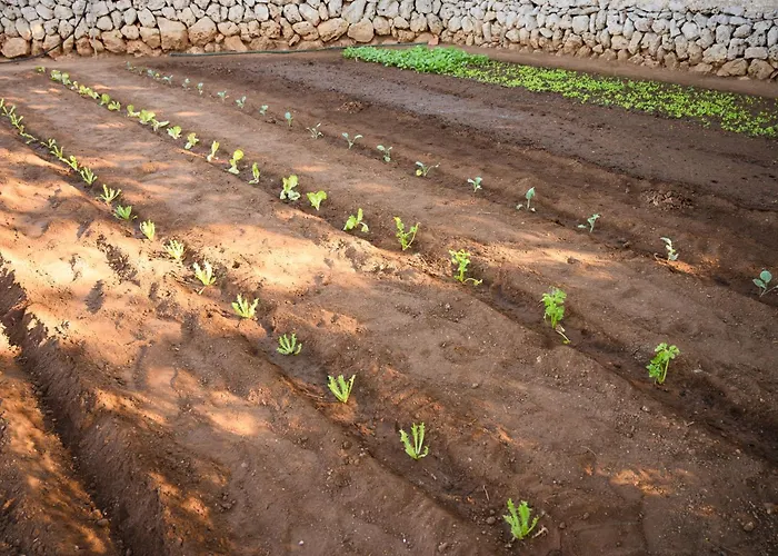 Llucmacanes Gran Farm stay