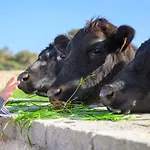 Llucmacanes Gran Farm stay