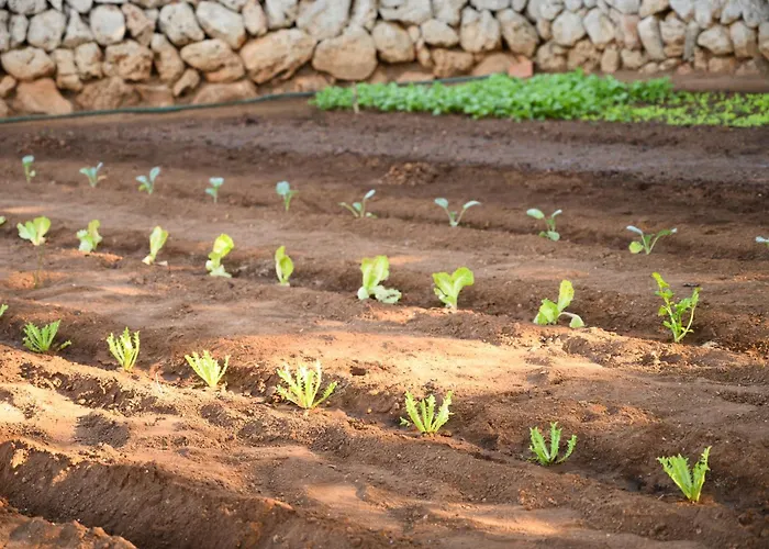 Farm stay Llucmacanes Gran *