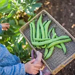 Llucmacanes Gran Gospodarstwo agroturystyczne Mahón