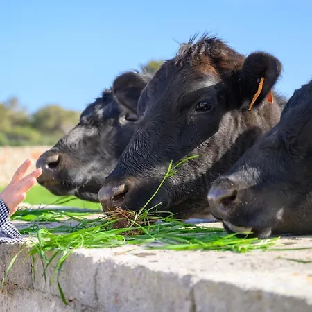 Llucmacanes Gran Farm stay