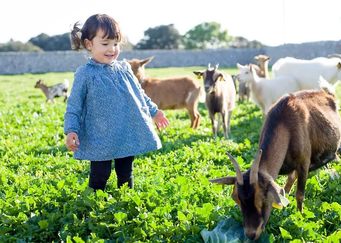 Llucmacanes Gran Mahón