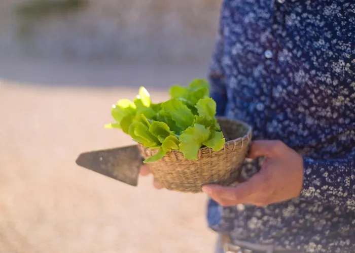 Llucmacanes Gran Lantgård *